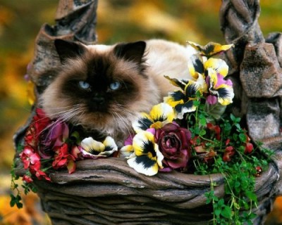 1266523271_1265530304_cats-wallpaper-cats-5194399-1280-10241.jpg